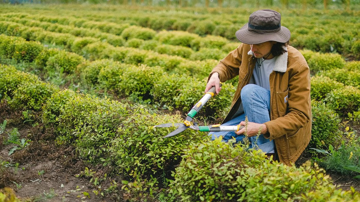 Jardinero trabajando en setos